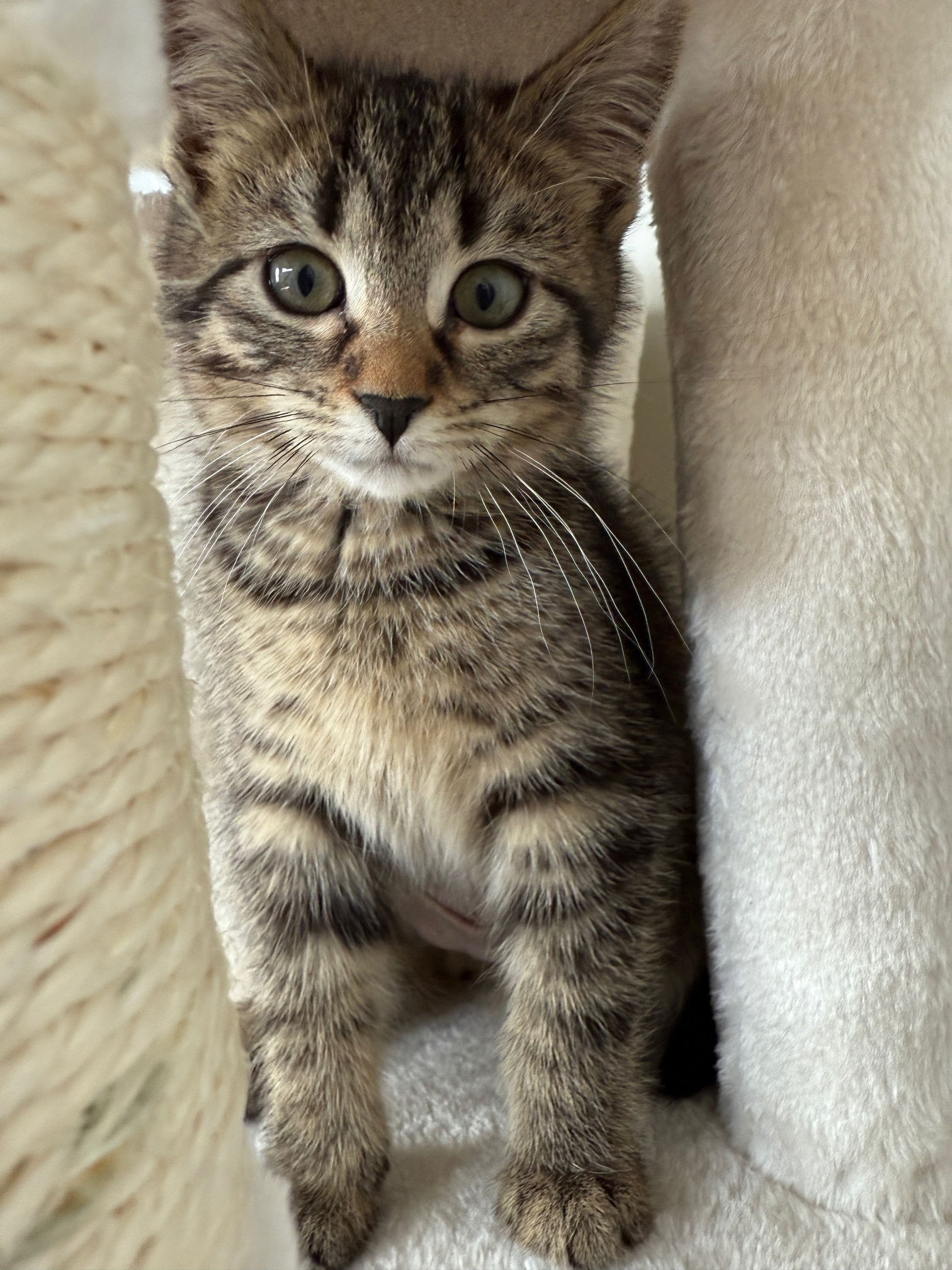 adoptable Cat in Princeton, MN named Alfredo