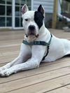 adoptable Dog in princeton, MN named Chulo