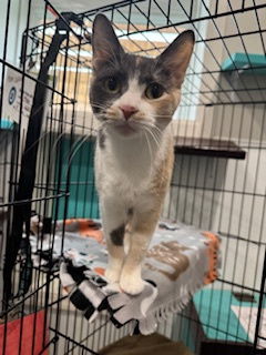 adoptable Cat in Princeton, MN named Mahi