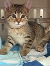 adoptable Cat in , MN named Pepper