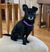 adoptable Dog in princeton, MN named Blakey