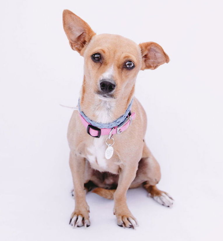 adoptable Dog in Princeton, MN named Glow