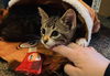 adoptable Cat in Princeton, MN named Socks