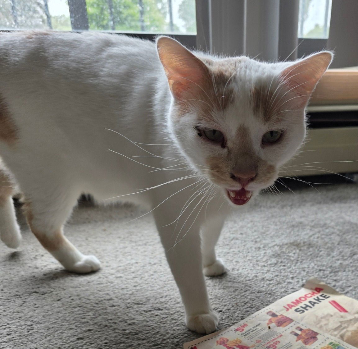 adoptable Cat in Princeton, MN named Buddy Meowington