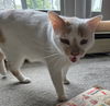adoptable Cat in princeton, MN named Buddy Meowington