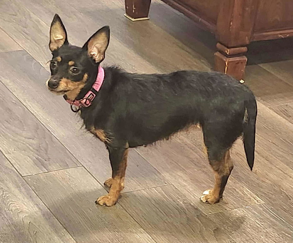 adoptable Dog in Princeton, MN named Leia