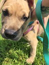adoptable Dog in princeton, MN named Spork