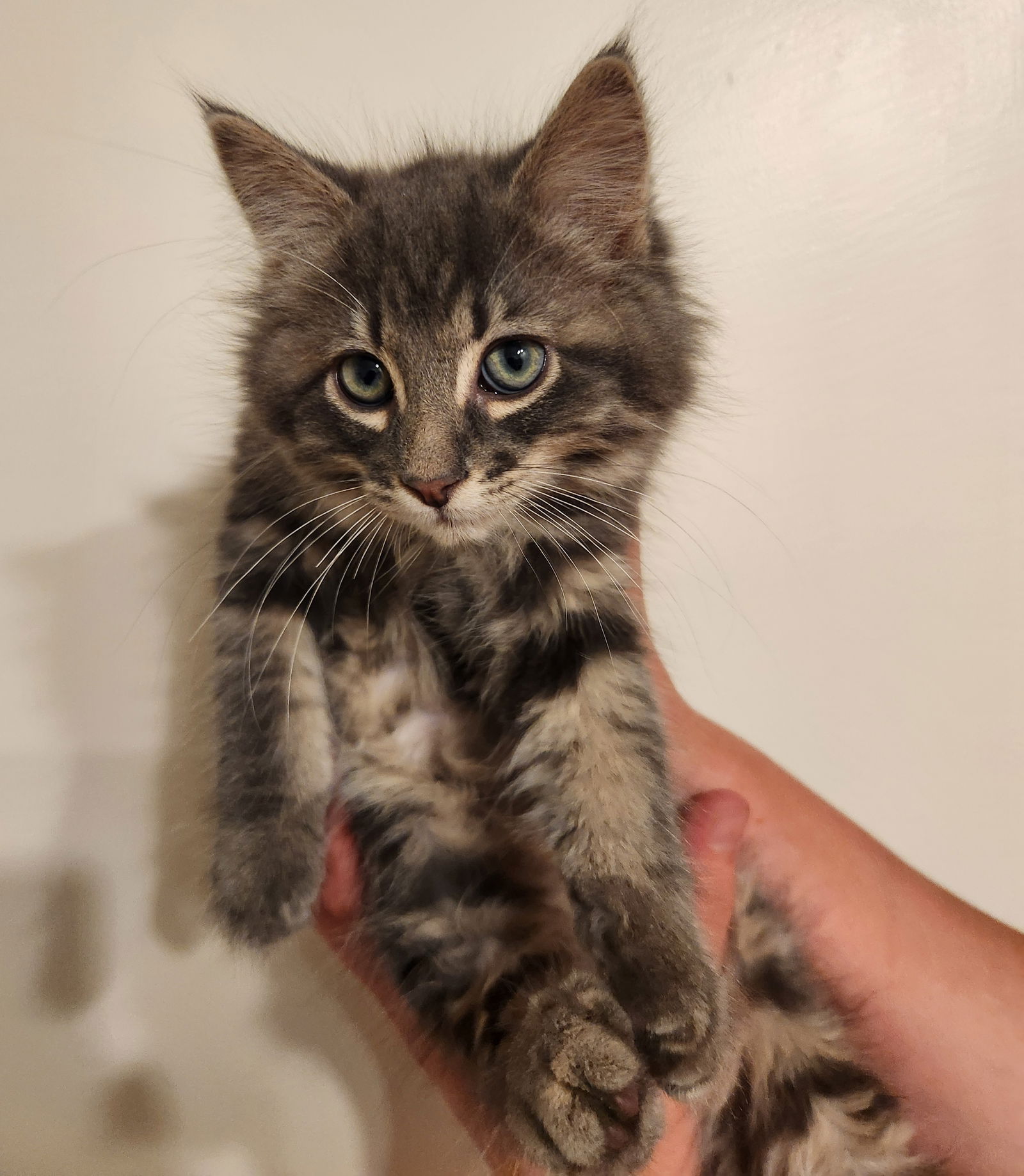 adoptable Cat in Zimmerman, MN named Drax