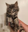 adoptable Cat in  named Drax