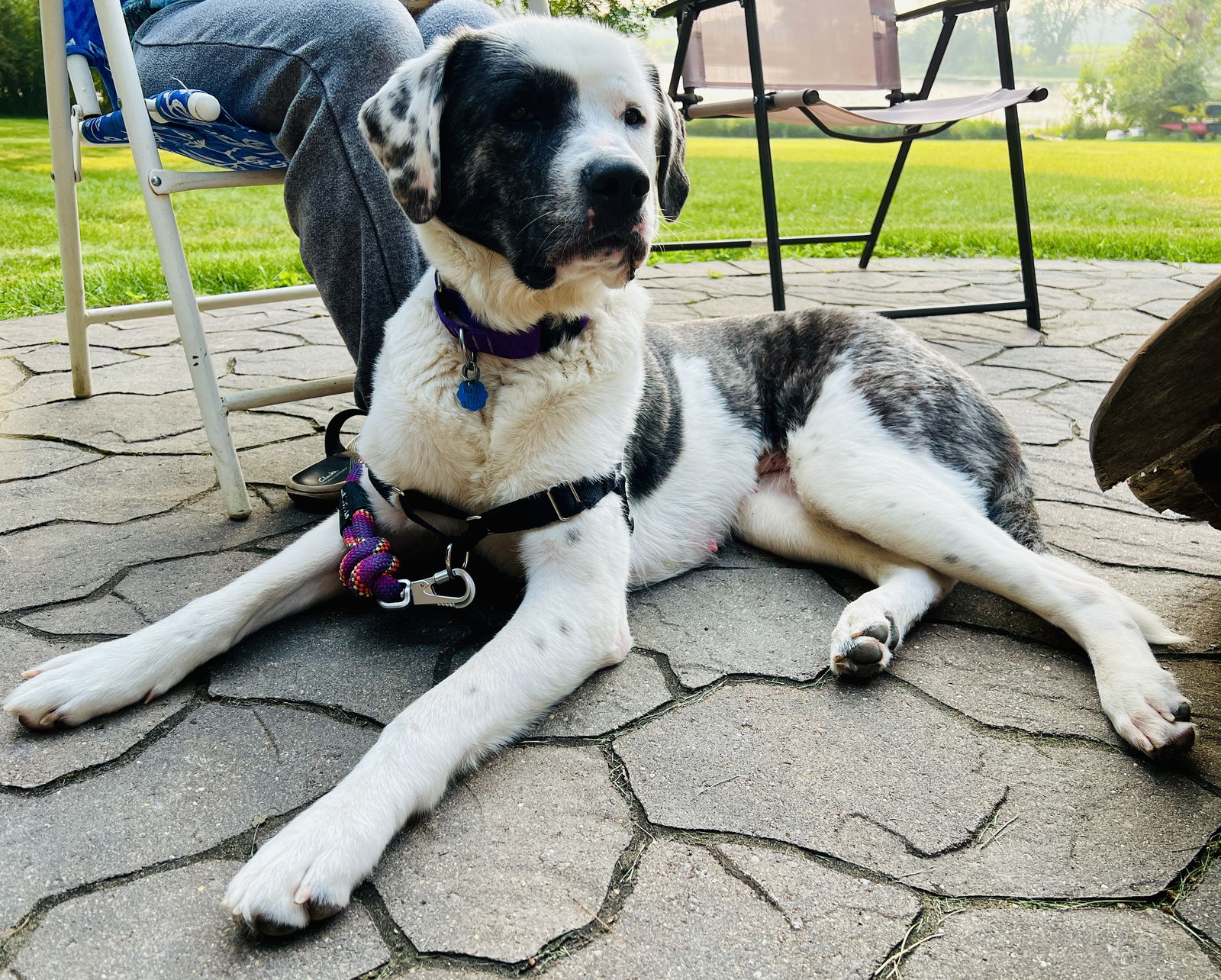 adoptable Dog in Princeton, MN named Charleigh