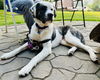 adoptable Dog in princeton, MN named Charleigh