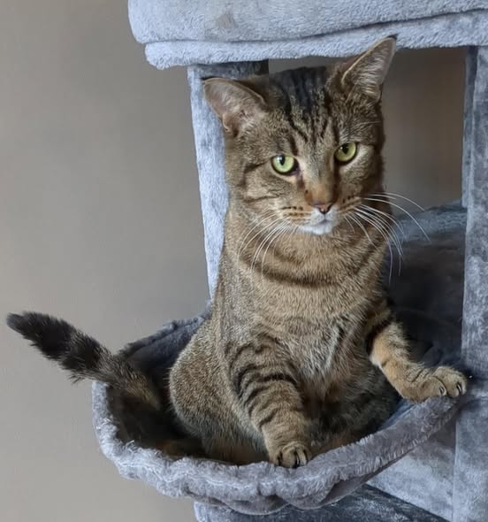 adoptable Cat in Princeton, MN named Dasher