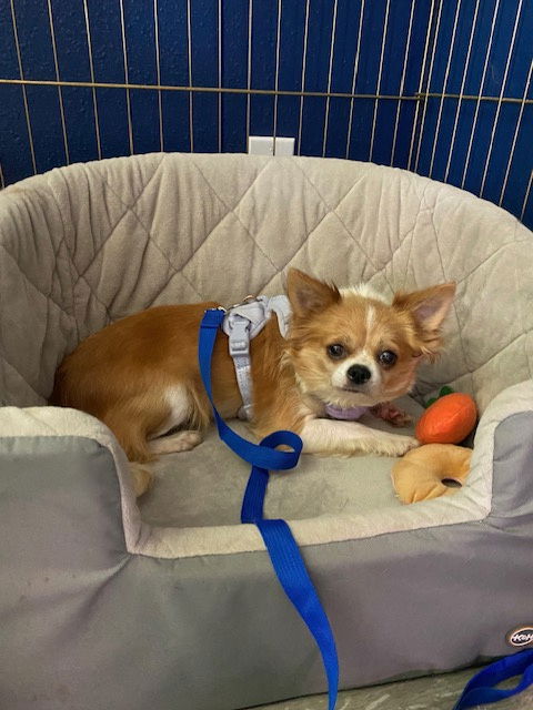adoptable Dog in Princeton, MN named Kiwi