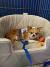 adoptable Dog in princeton, MN named Kiwi