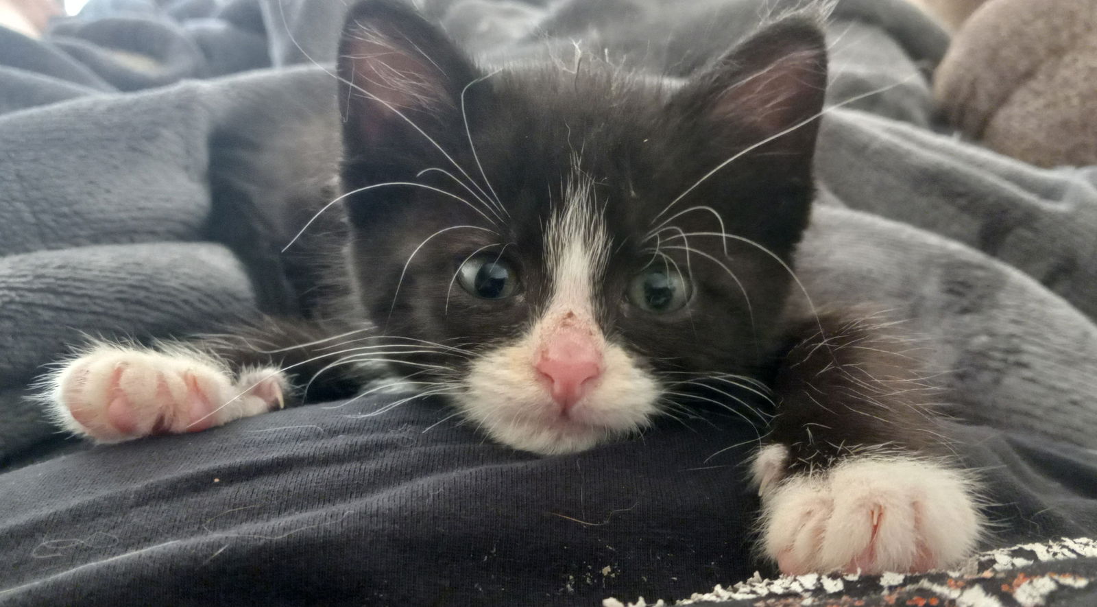 adoptable Cat in Minneapolis, MN named Gemma