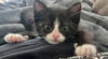 adoptable Cat in minneapolis, MN named Gemma
