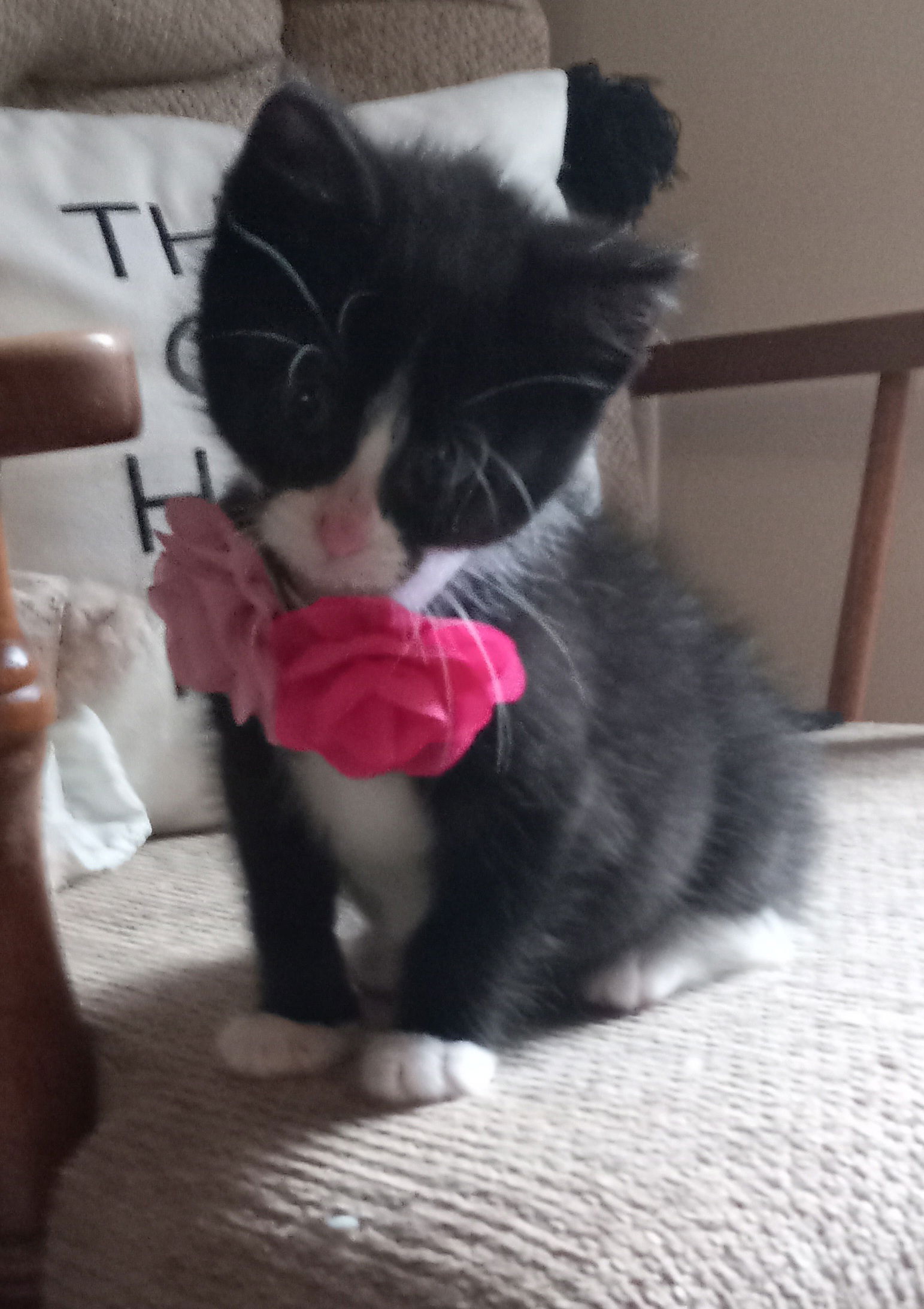 adoptable Cat in Minneapolis, MN named Gemma