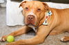 adoptable Dog in  named Shadow