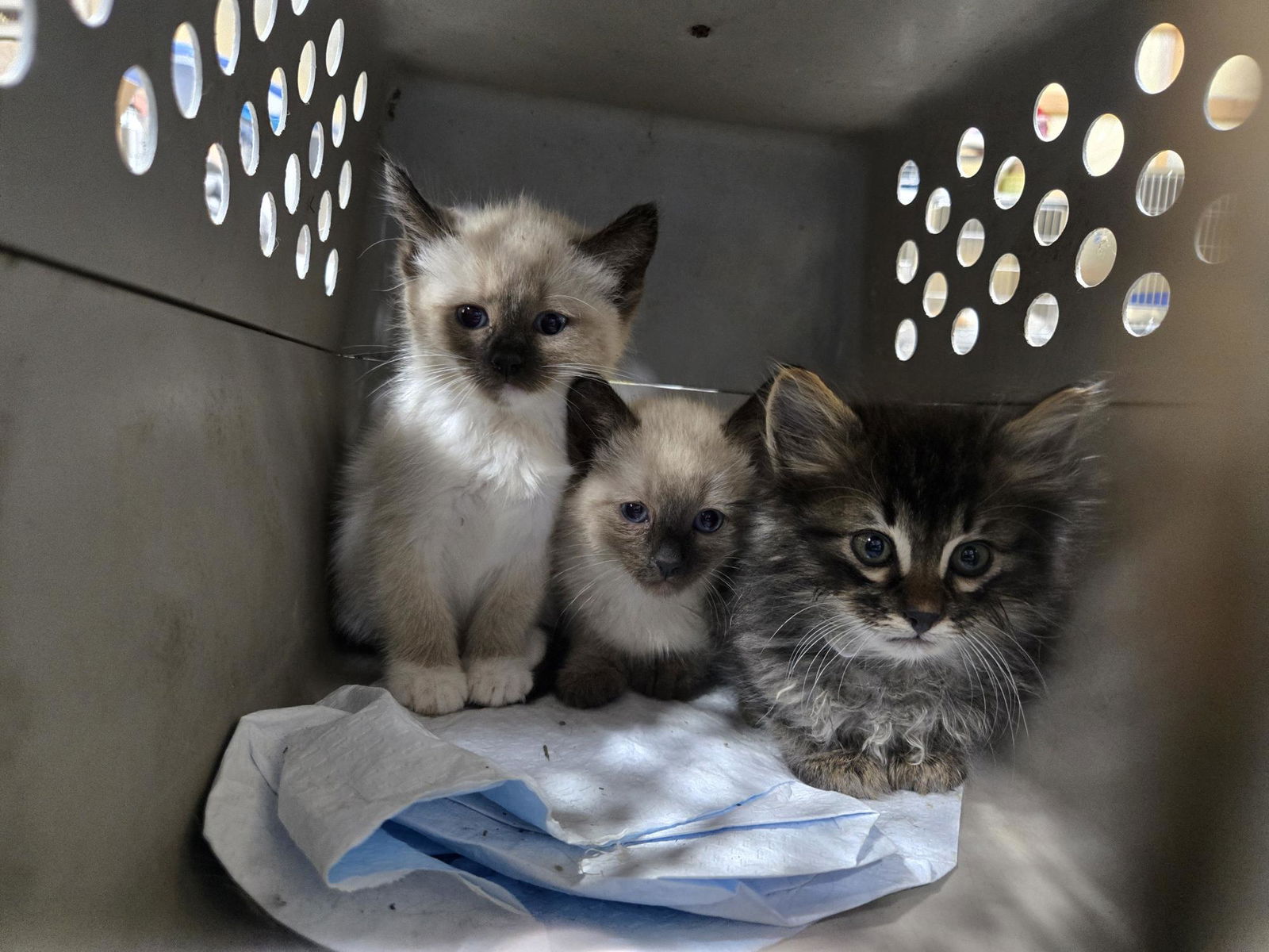 adoptable Cat in Princeton, MN named Biscuit