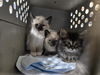 adoptable Cat in princeton, MN named Biscuit