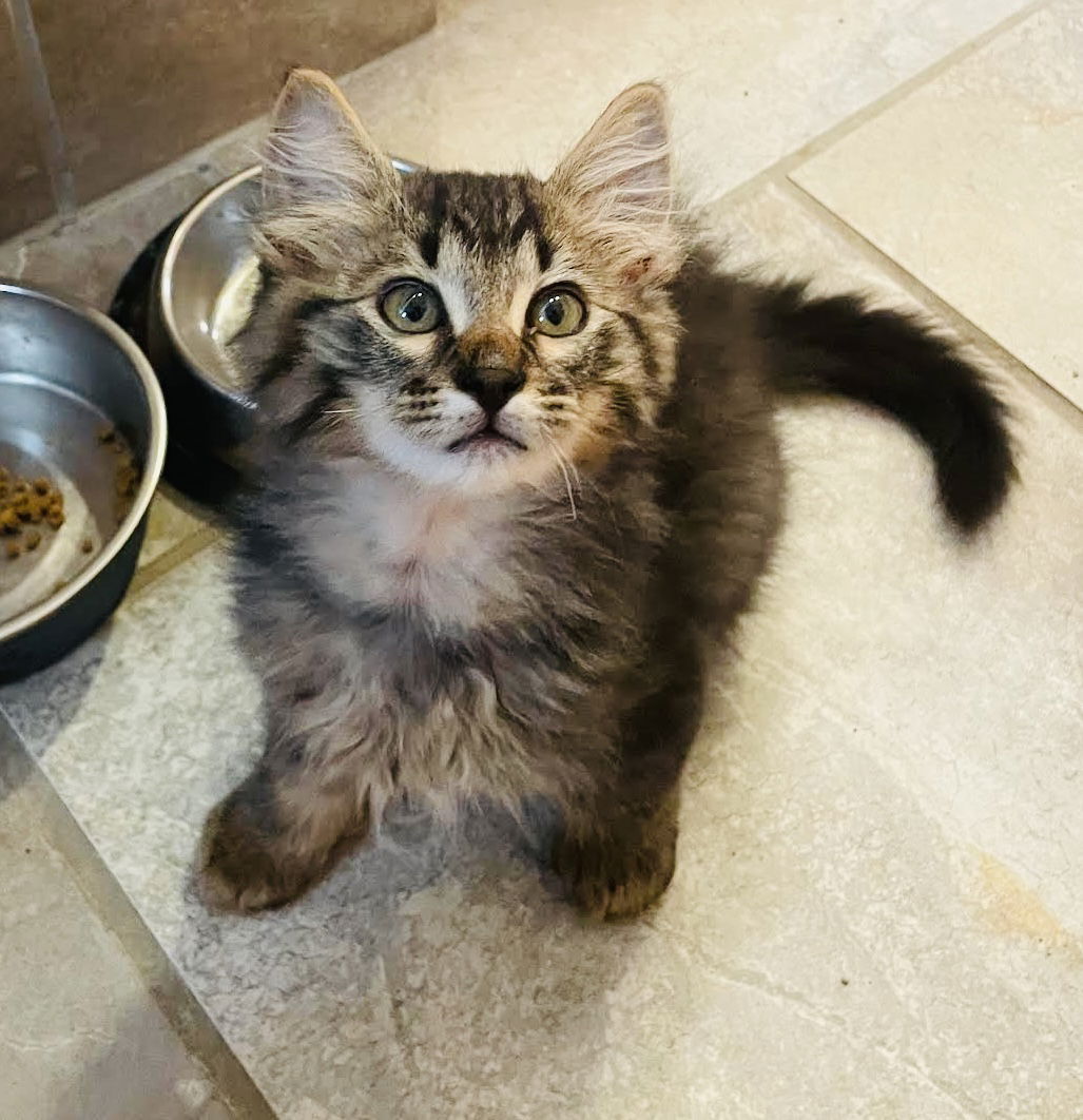 adoptable Cat in Princeton, MN named Smores