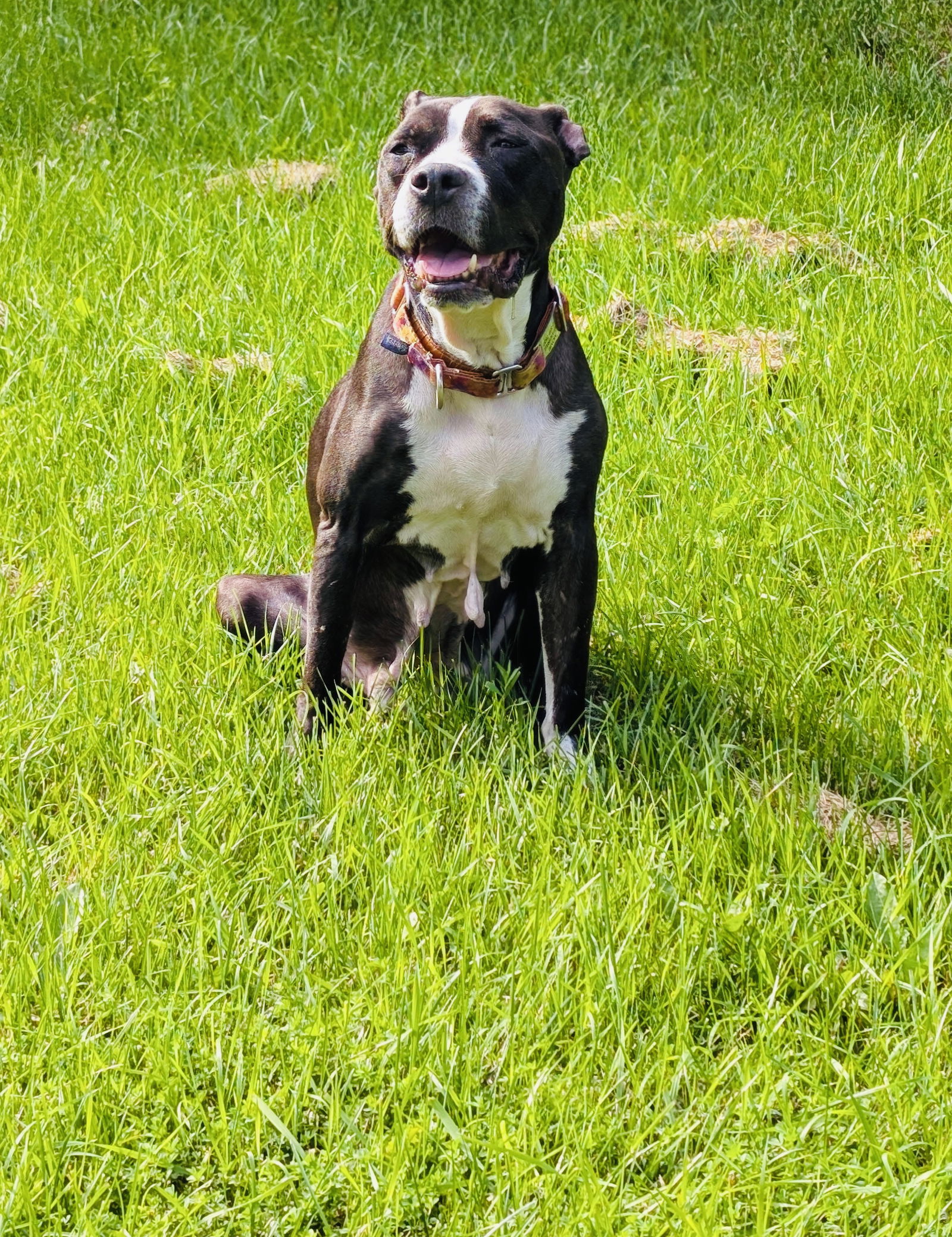 adoptable Dog in Princeton, MN named Gracie