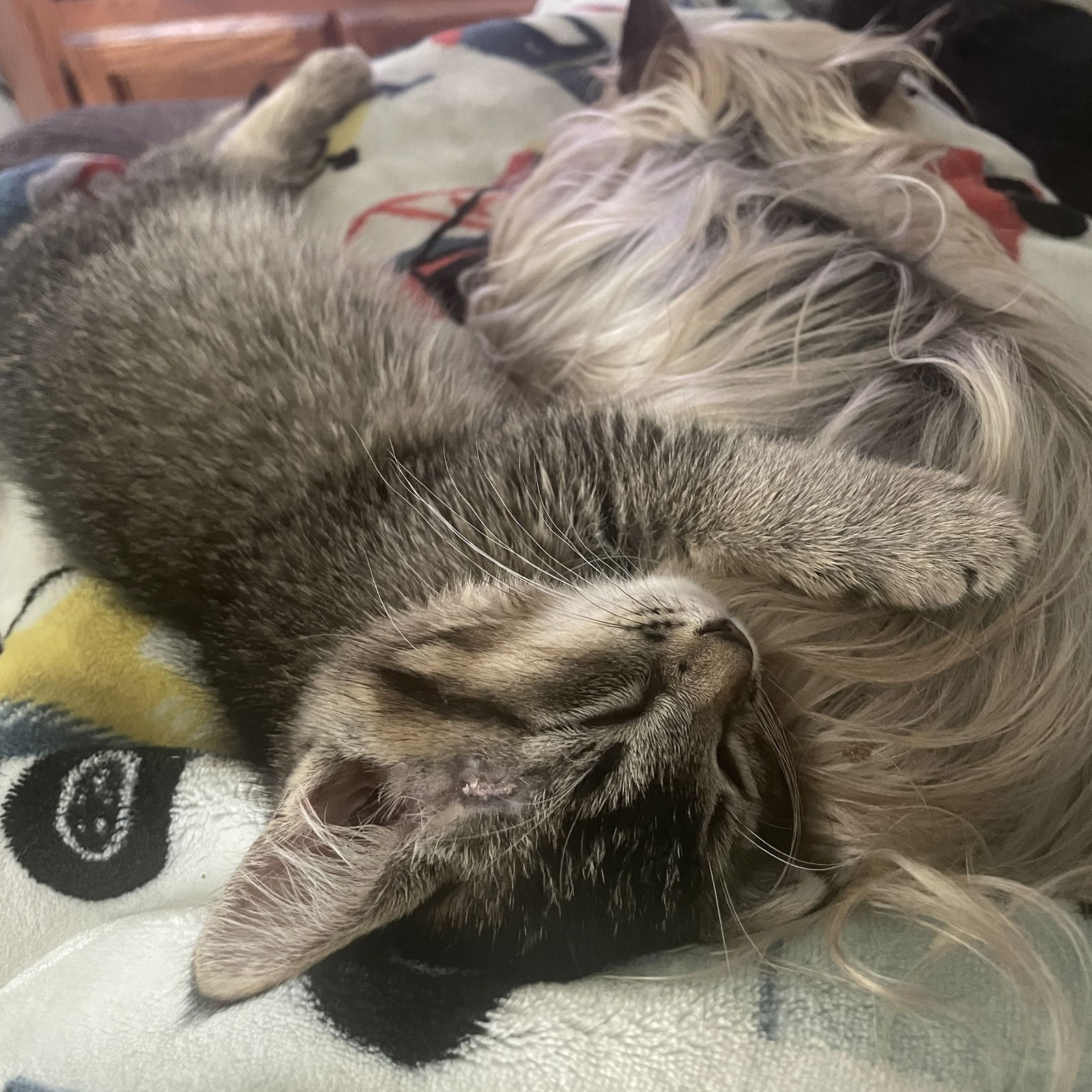 adoptable Cat in Princeton, MN named Starry