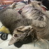 adoptable Cat in princeton, MN named Starry