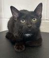 adoptable Cat in , MN named Bell