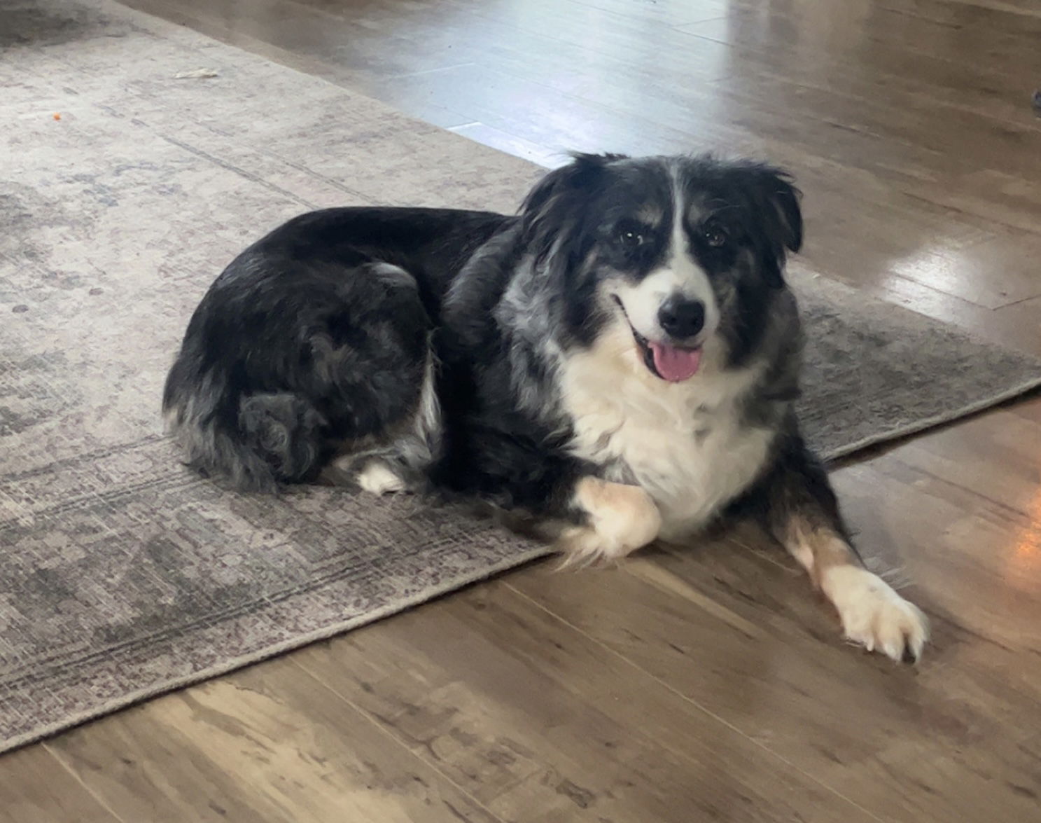 adoptable Dog in Zimmerman, MN named Journey