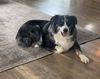 adoptable Dog in  named Journey