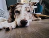 adoptable Dog in  named Rheeta