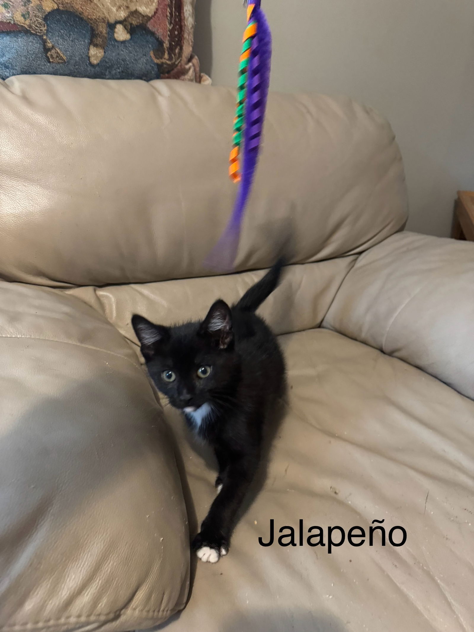 adoptable Cat in Princeton, MN named Jalapeño