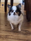 adoptable Dog in princeton, MN named Zola