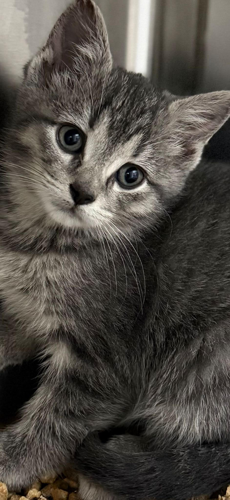 adoptable Cat in Princeton, MN named Brinx
