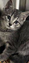 adoptable Cat in  named Brinx