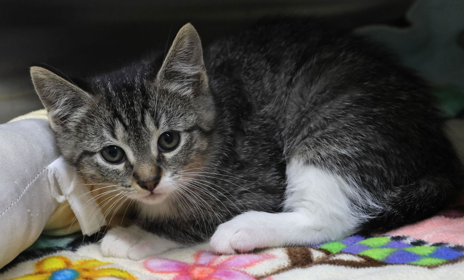 adoptable Cat in Princeton, MN named Ralph