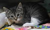 adoptable Cat in  named Ralph