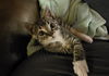 adoptable Cat in  named Sprig