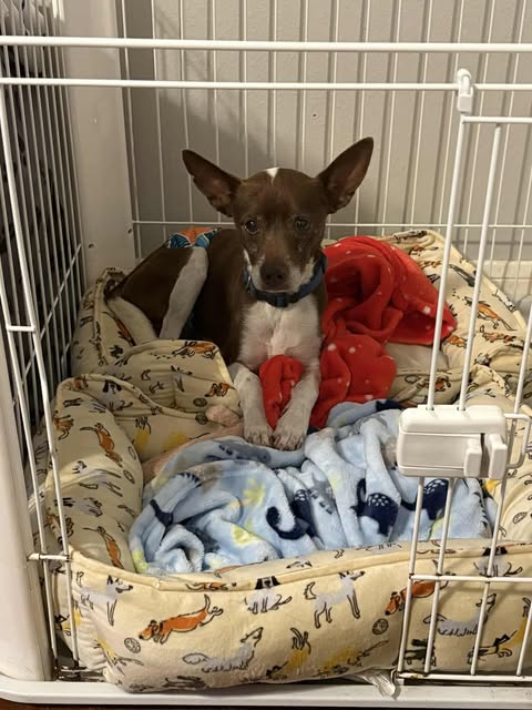 adoptable Dog in Princeton, MN named Murphy