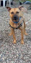 adoptable Dog in  named Amber