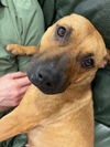 adoptable Dog in , MN named Amber