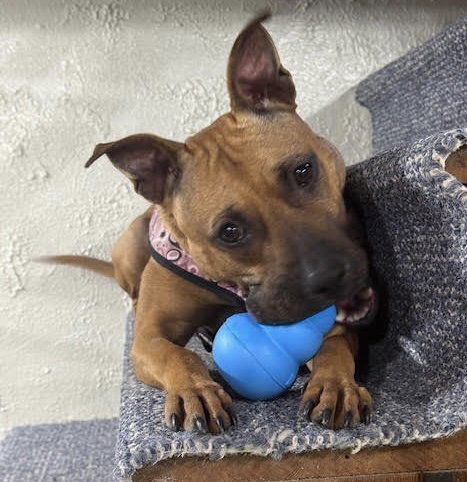 picture of the dog needing adoption