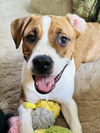 adoptable Dog in princeton, MN named Casey