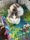 adoptable Cat in Princeton, MN named Spoon