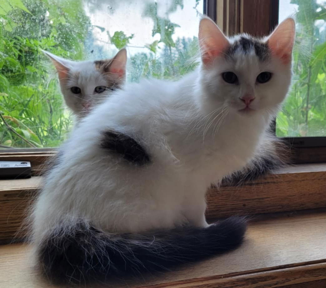 adoptable Cat in Princeton, MN named Opie