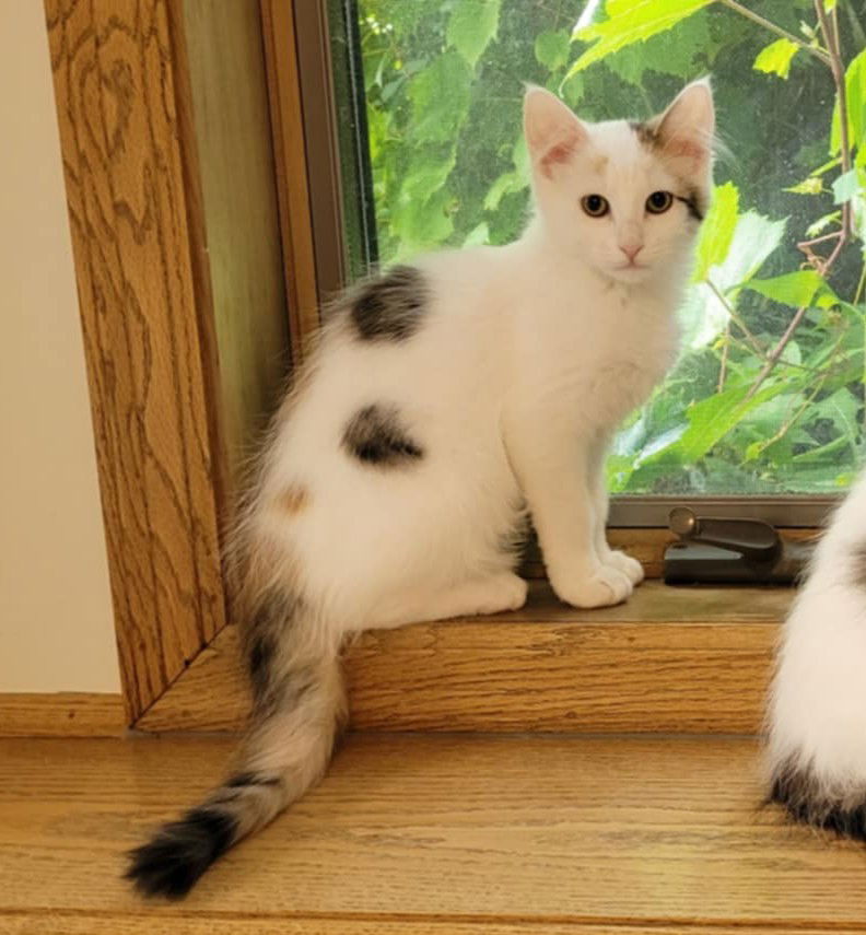 adoptable Cat in Princeton, MN named Pearl-Pearl