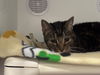 adoptable Cat in  named Nixi