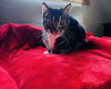 adoptable Cat in Princeton, MN named Nixi