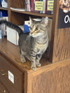 adoptable Cat in  named Francisca